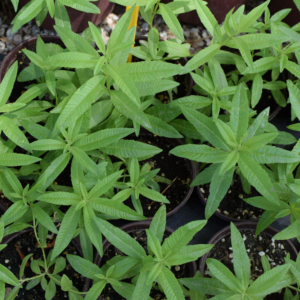 Alternative view of Lemon Verbena Plant - Live Herb Plant - 1 Foot Tall - 6 Inch Pot