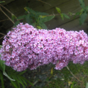 Pack 2 Pink Wandering Jew Plant 4in Pot Variegated Tradescantia Houseplant