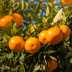 Sweet Tangerine Tree - 2 to 3 Feet Tall - Easy Grow Tangerine Tree