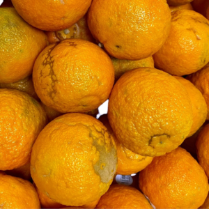 Pomegranate Tree Live Plant - 10-12 Inches Tall - Fruit Tree for Home Garden