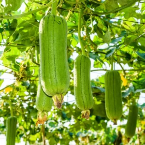 2 Luffa Plants in Pot, Loofah Vegetable Starter Plant for Planting