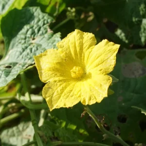 2 Luffa Plants in Pot, Loofah Vegetable Starter Plant for Planting