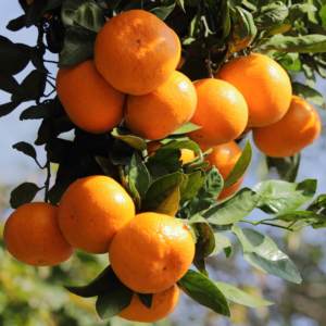 Alternative view of Mandarin Tree 2 to 3 Feet - Live Citrus Fruit Tree