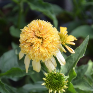 Pink Easter Cactus Plant Live - 3 to 6 Inch Houseplant Indoor Garden