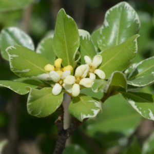 Variegated Japanese Mock Orange Plant 1 Gallon Pot 1 ft Tall Shrub