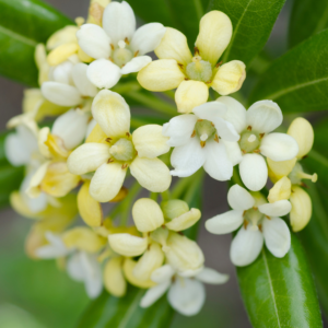 Alternative view of Variegated Japanese Mock Orange Plant 1 Gallon Pot 1 ft Tall Shrub