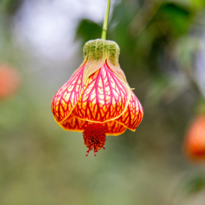 Orange Chinese Lantern Abutilon Plant - 6 Inch Pot, 1 Feet Tall - Flowering Plant