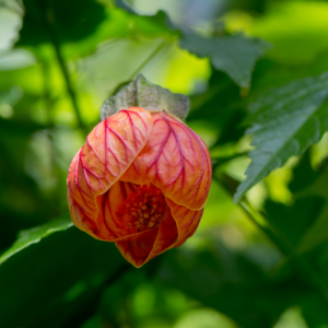 Alternative view of Orange Chinese Lantern Abutilon Plant - 6 Inch Pot, 1 Feet Tall - Flowering Plant