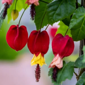 Abutilon Lantern Plant Live Red Trailing Vine Plug 2-4 Inches Well Rooted