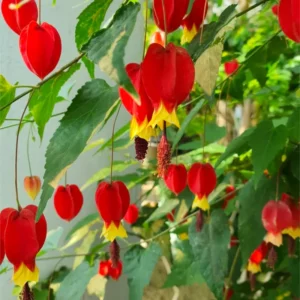 Abutilon Lantern Plant Live Red Trailing Vine Plug 2-4 Inches Well Rooted