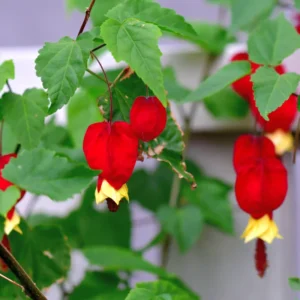 Abutilon Lantern Plant Live Red Trailing Vine Plug 2-4 Inches Well Rooted