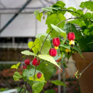Abutilon Lantern Plant Live Red Trailing Vine Plug 2-4 Inches Well Rooted