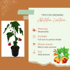 Abutilon Lantern Plant Live Red Trailing Vine Plug 2-4 Inches Well Rooted