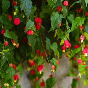 Abutilon Plants - Lantern Tree Live Plant 2-5 Inch - Hanging Flower Vine - Indoor/Outdoor Growing