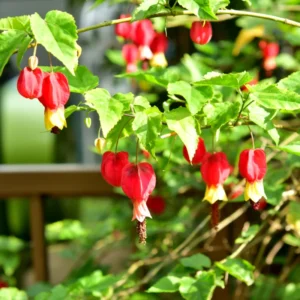 Abutilon Plants - Lantern Tree Live Plant 2-5 Inch - Hanging Flower Vine - Indoor/Outdoor Growing
