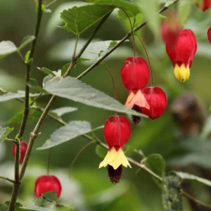 Abutilon Plants - Lantern Tree Live Plant 2-5 Inch - Hanging Flower Vine - Indoor/Outdoor Growing