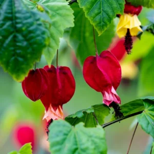 Abutilon Plants - Lantern Tree Live Plant 2-5 Inch - Hanging Flower Vine - Indoor/Outdoor Growing