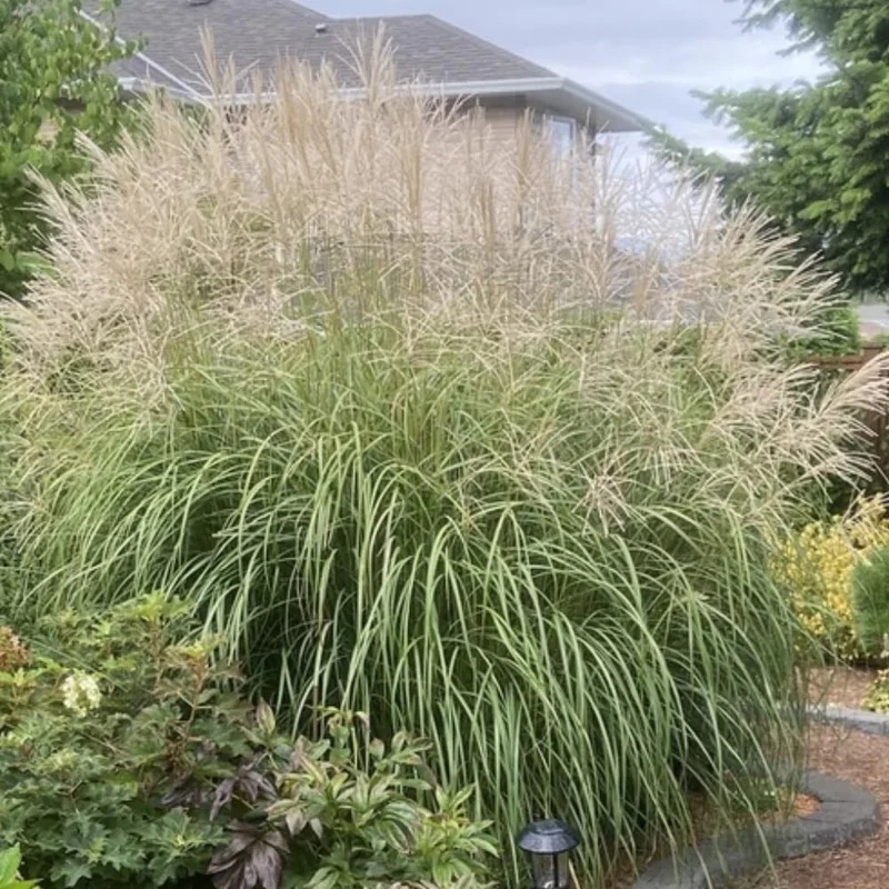 Adaigo Maiden Grass Plant - Miscanthus Grass 4-6 Inch Ornamental