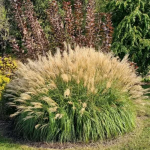 Adaigo Maiden Grass Plant - Miscanthus Grass 4-6 Inch Ornamental