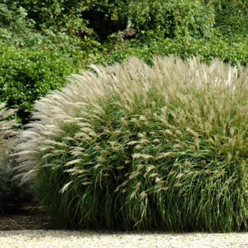 Adaigo Maiden Grass Plant - Miscanthus Grass 4-6 Inch Ornamental