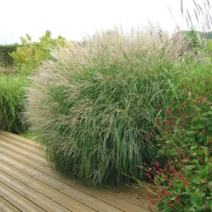Adaigo Maiden Grass Plant - Miscanthus Grass 4-6 Inch Ornamental