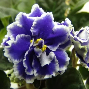 African Violet Live Plant - Blue White Indoor Houseplant - 4 Inch Pot