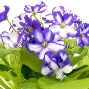 African Violet Live Plant - Blue White Indoor Houseplant - 4 Inch Pot