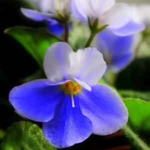 African Violet Live Plant - Blue White Indoor Houseplant - 4 Inch Pot