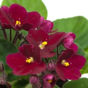 African Violet Live Plant, Burgundy Red Flower, 4 Inch Pot, Indoor Growing