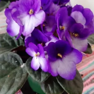 African Violet Live Plant Houseplant - Purple White Flower, 4 Inch Pot, Indoor Growing