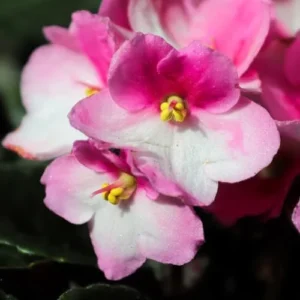 African Violet Live Plant - Pink White Flower Houseplant 4 Inch Pot Indoor Ready to Grow