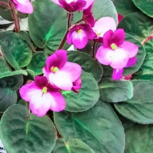 African Violet Live Plant - Pink White Flower Houseplant 4 Inch Pot Indoor Ready to Grow