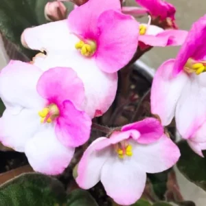 African Violet Live Plant - Pink White Flower Houseplant 4 Inch Pot Indoor Ready to Grow