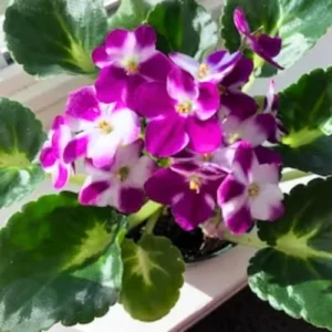 African Violet Live Plant - Pink White Flower Houseplant 4 Inch Pot Indoor Ready to Grow