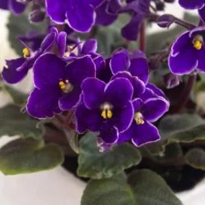 African Violet Live Plant, Purple Flower, 4 Inch Pot, Indoor Growing