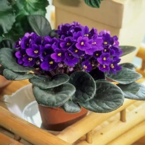 African Violet Live Plant, Purple Flower, 4 Inch Pot, Indoor Growing