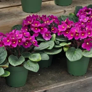 African Violet Live Plant, Purple Red Flower, 4 Inch Pot, Indoor