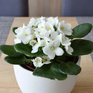African Violet Live Plant - White Flower Houseplant - 4 Inch Pot - Ready to Grow Indoor
