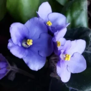 African Violet Plant - Light Blue Flowers, 4 Inch Pot, Live Houseplant