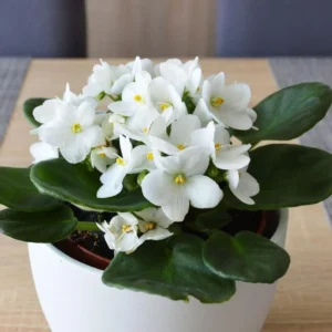 African Violet Plant Live - 4 Inch Potted, White Flowers, Indoor/Outdoor Gardening