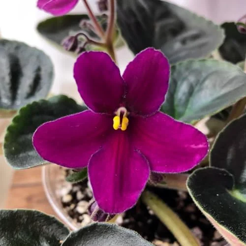 African Violet Red Purple Live Plant - 4 Inch Potted Flowering Houseplant