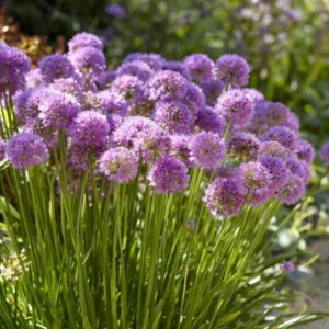 Allium Millenium Plant - 2.5 Inch Potted Flower - Ornamental Onion