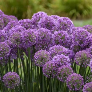Allium Millenium Plant - 2.5 Inch Potted Flower - Ornamental Onion