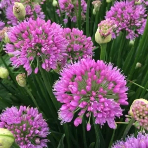 Allium Millenium Plant - 2.5 Inch Potted Flower - Ornamental Onion
