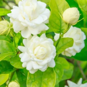 Arabian Jasmine Plant Live - Fragrant Indoor Flowers 4-7 Inch