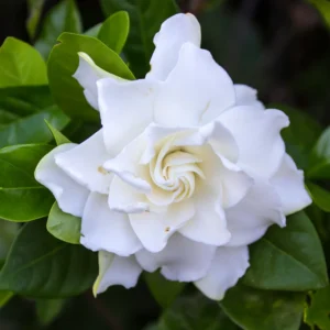 Arabian Jasmine Plant Live - Fragrant Indoor Flowers 4-7 Inch