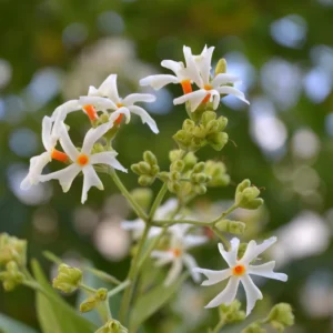 Arabian Jasmine Plant Live - Fragrant Indoor Flowers 4-7 Inch