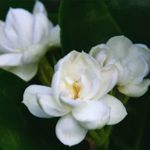 Arabian Jasmine Vine Starter Plants - 3 Live Plants, 5-8 Inches Tall - Outdoor Patio Gardening