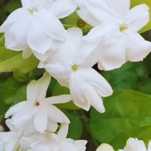 Arabian Jasmine Vine Starter Plants - 3 Live Plants, 5-8 Inches Tall - Outdoor Patio Gardening