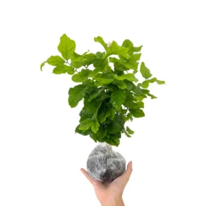 Arabian Jasmine Vine Starter Plants - 3 Live Plants, 5-8 Inches Tall - Outdoor Patio Gardening